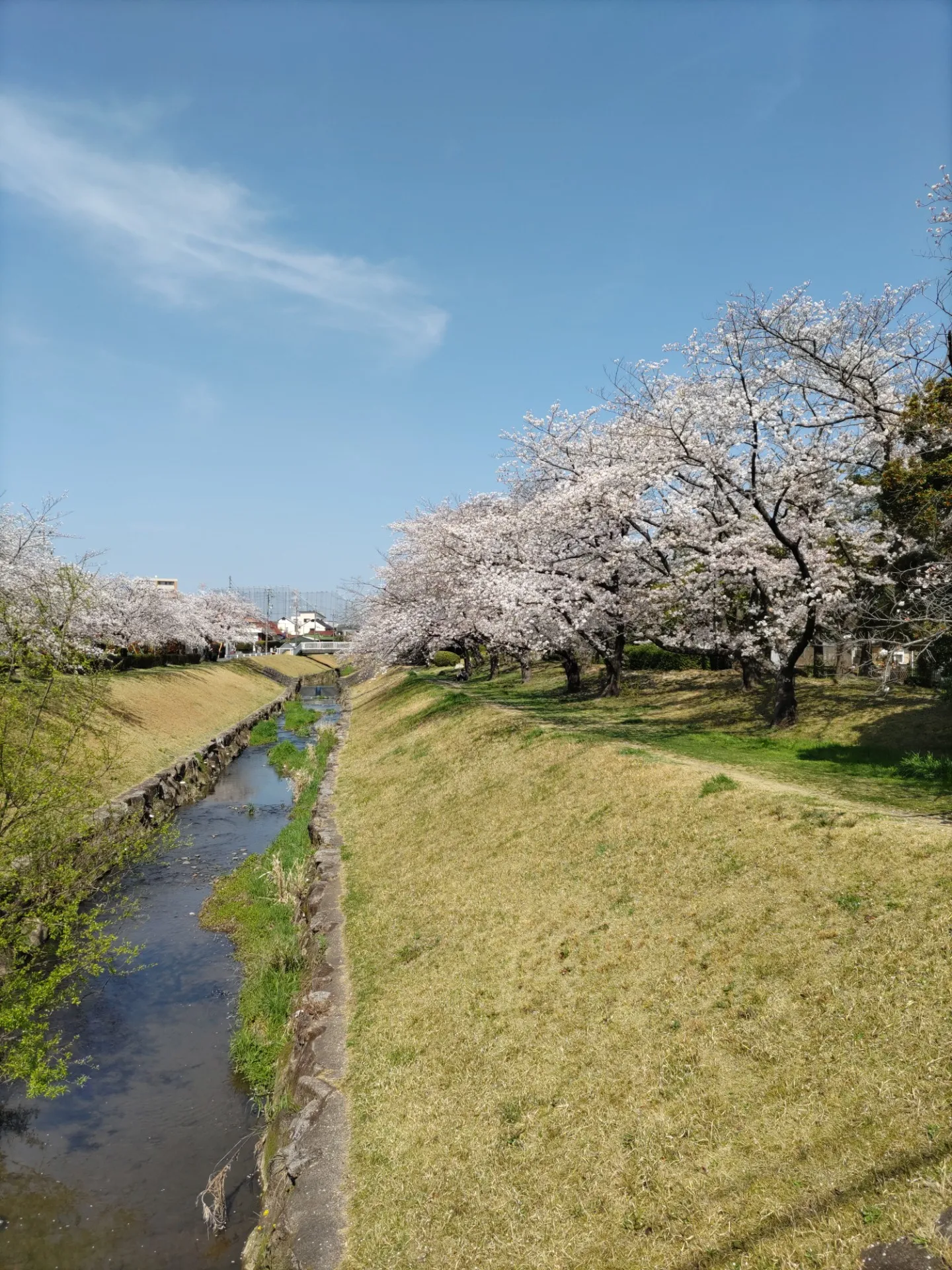久々に桜の下で花見が出来ました【春日井市　ハウスクリーニング】